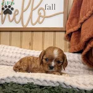 Callie, Cavalier King Charles Spaniel Puppy